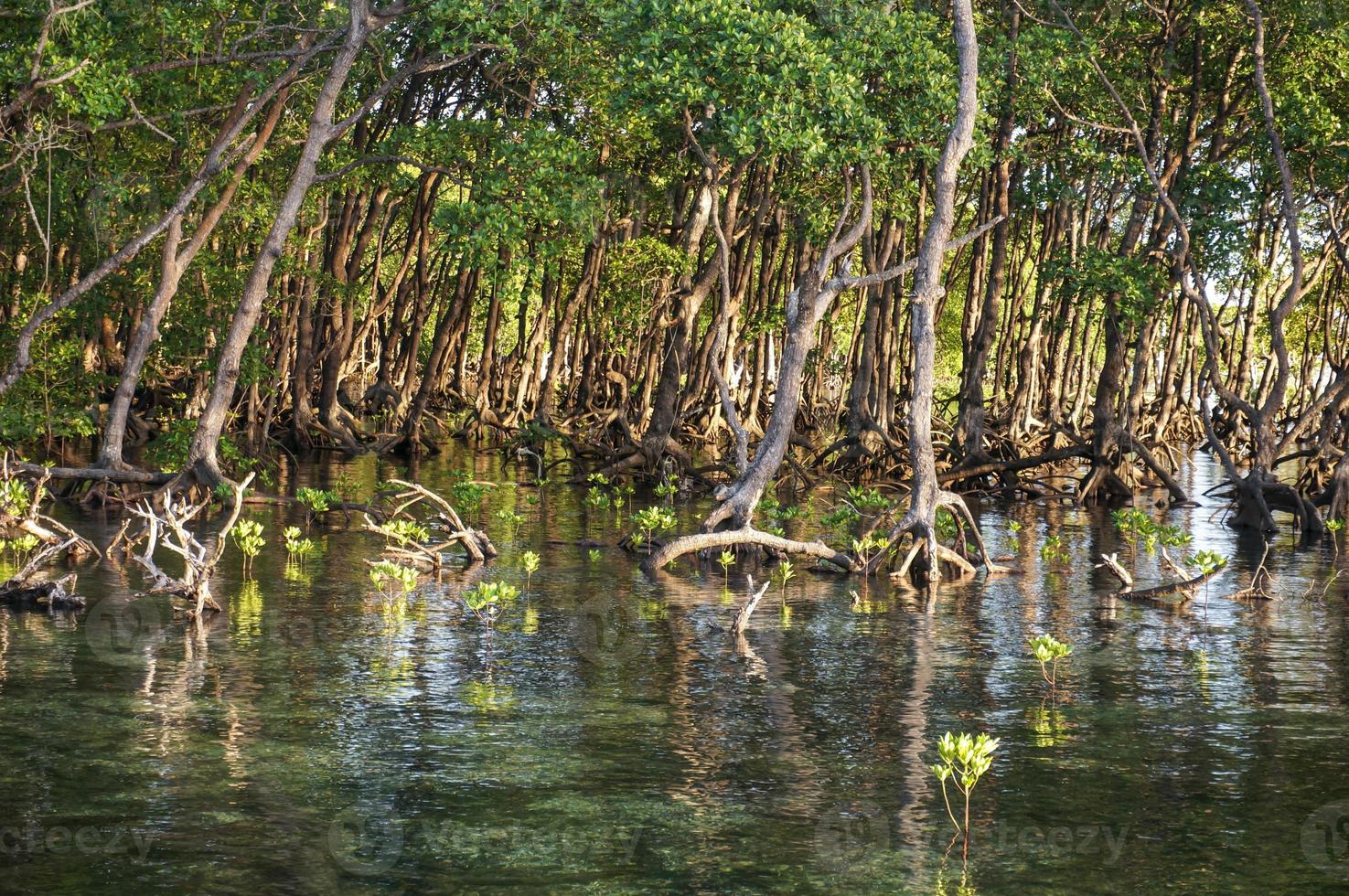 mangrove bomen in mangrove bossen met takje wortels toenemen in water. foto