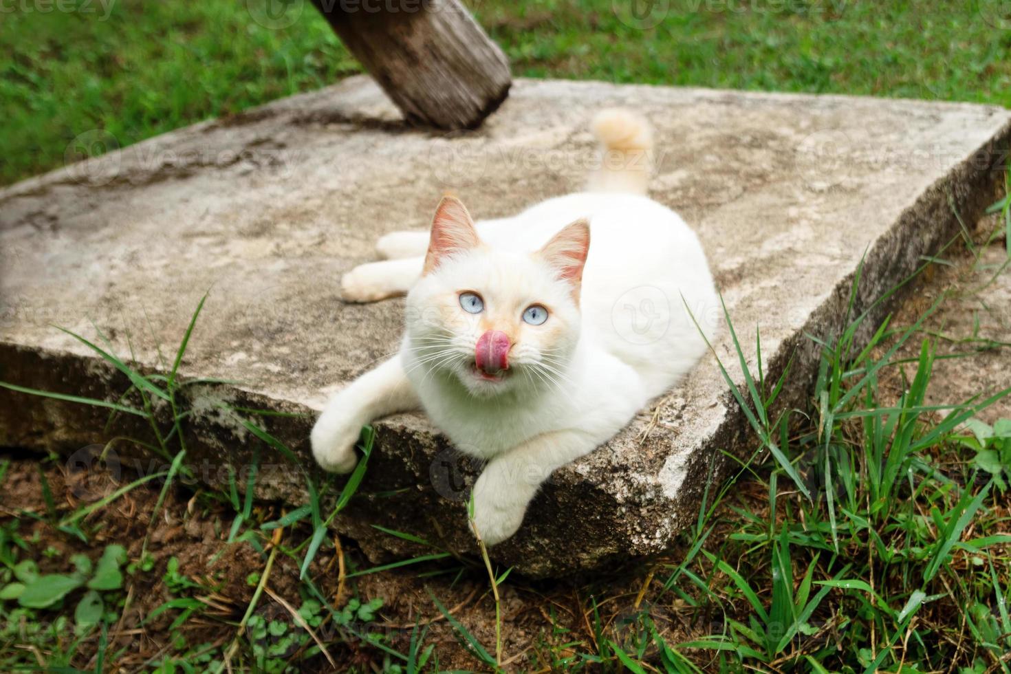 schattig rood punt kat met blauw ogen is aan het liegen Aan de straat. foto