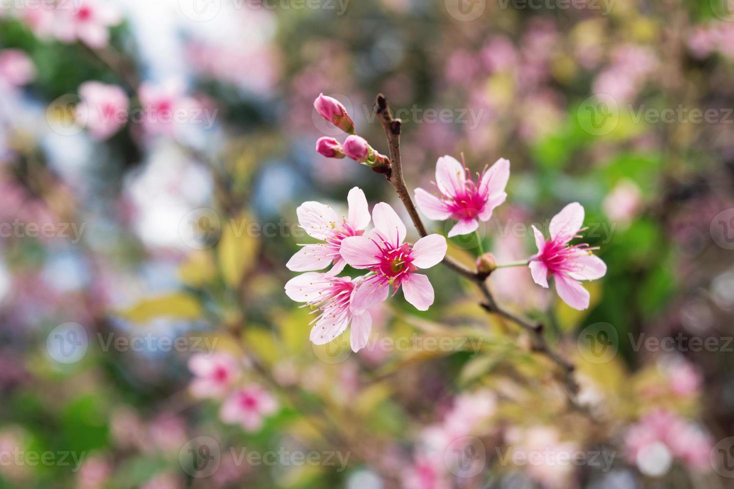 roze bloemen van bloesem abrikoos boom Bij de lente. foto