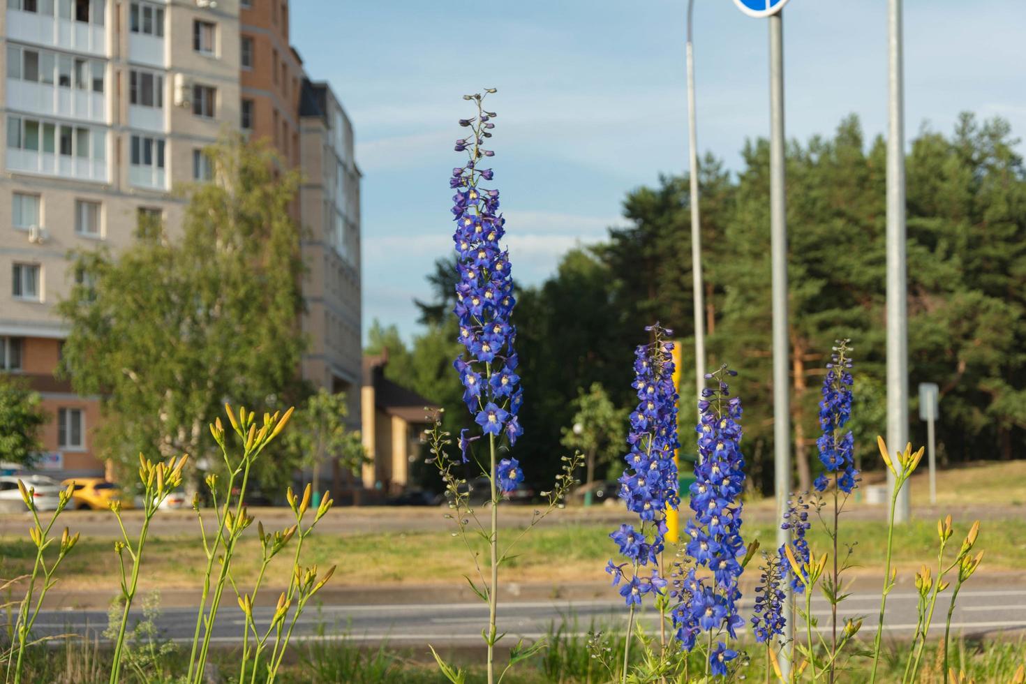 blauw delphinium bloemen Aan de achtergrond van een fiets pad en een snelweg met voorbijgaan fietsers en auto's, een stedelijk landschap foto