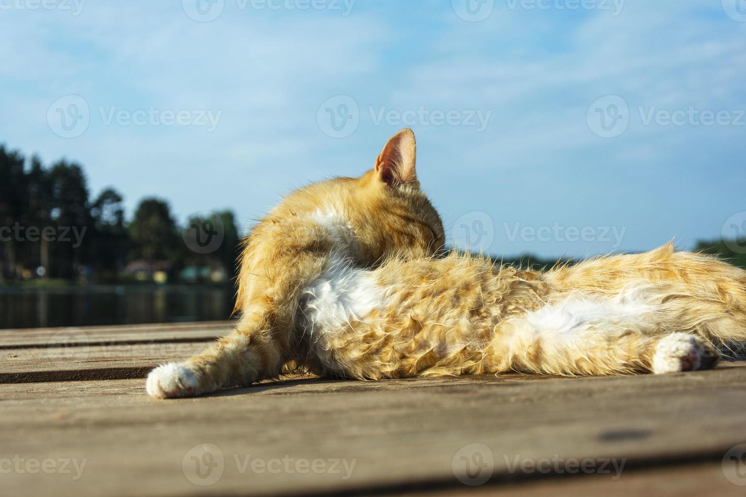 een mooi rood kat wast omhoog na een gewoontjes zwemmen Aan de pier van de meer. zelfzorg. netheid, netheid foto