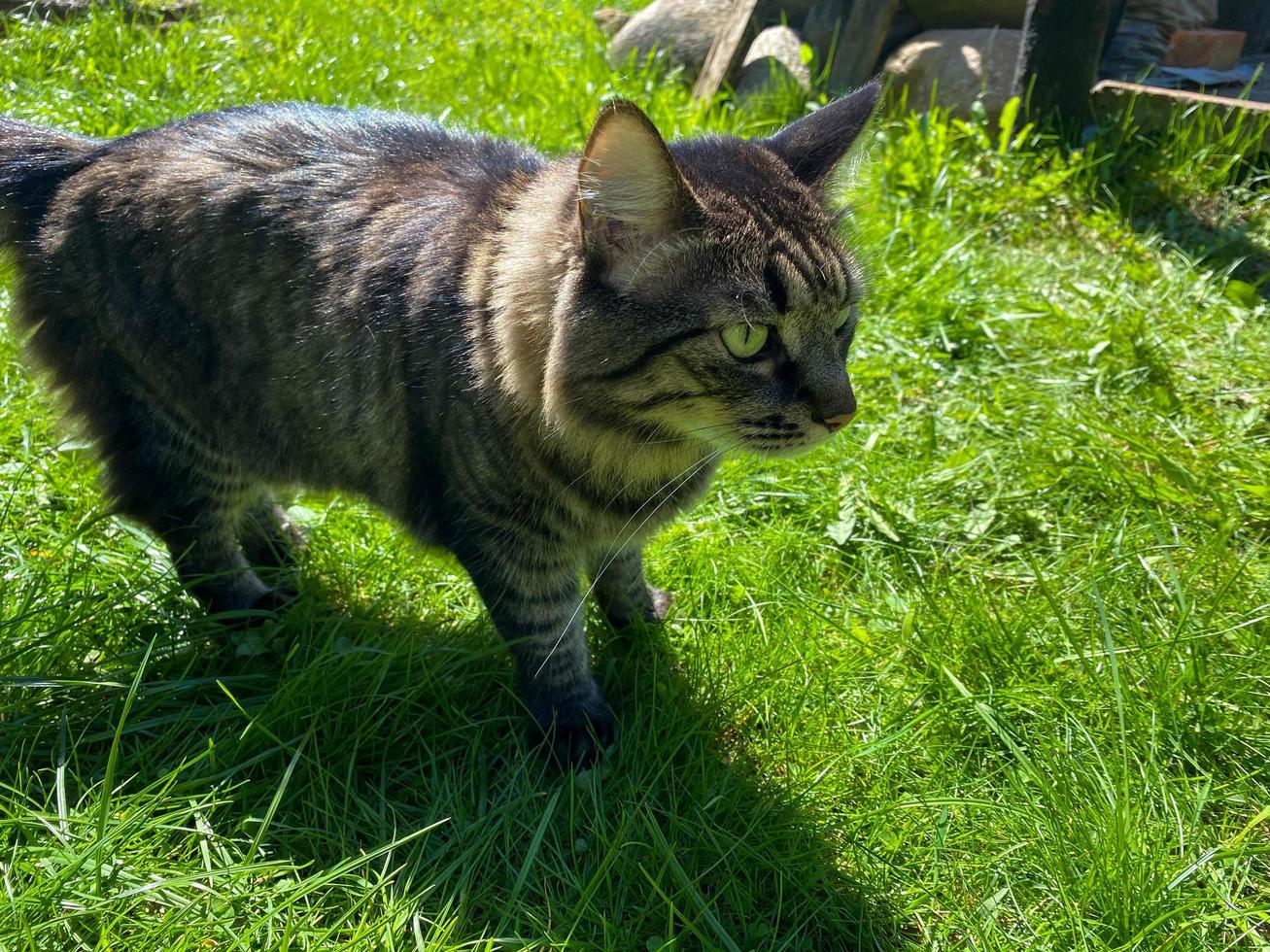 straat kat in bloem bed. grijs pluizig kat is zittend in de groen gras foto