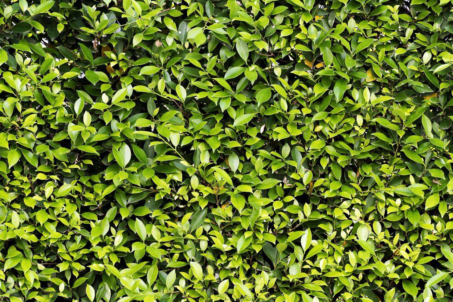 hek groen bladeren muur achtergrond foto