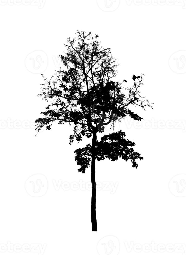 boom silhouet voor borstel Aan wit achtergrond foto
