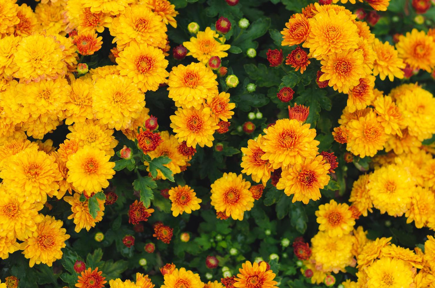 struik van geel chrysant bloemen voor voorjaar seizoen concept. foto