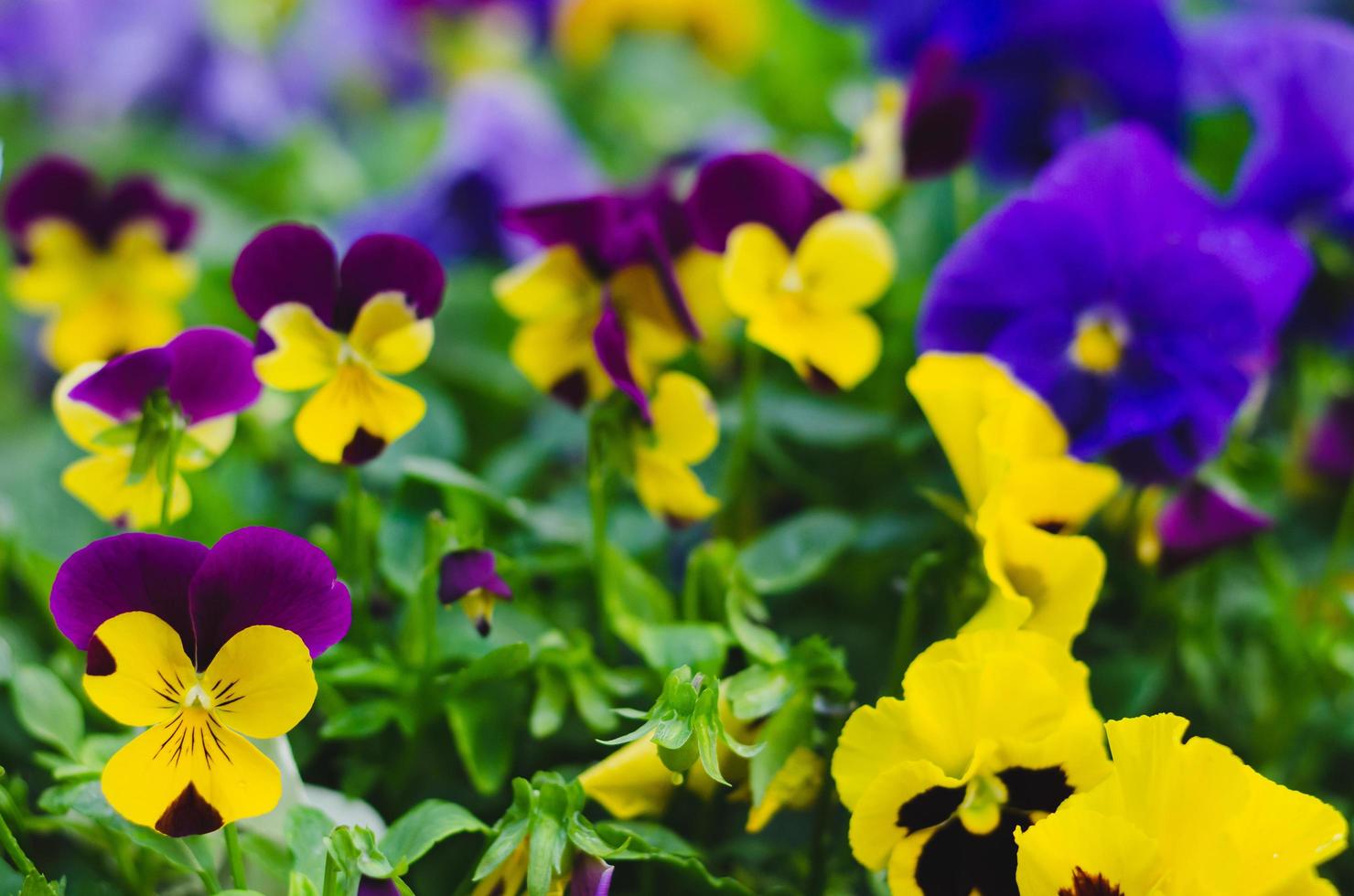 kleurrijk gehoornd viooltje bloemen in tuin voor voorjaar seizoen concept. foto