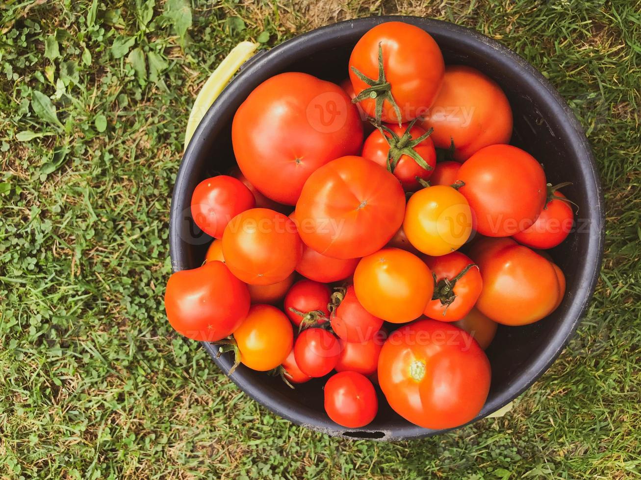 vers en smakelijk tomaten zijn in een emmer. groenten voor pasta, pizza en ketchup. voorbereiding van voedsel. smakelijk en gezond voedsel. vitamine producten. natuurlijk vitamines voor Gezondheid foto