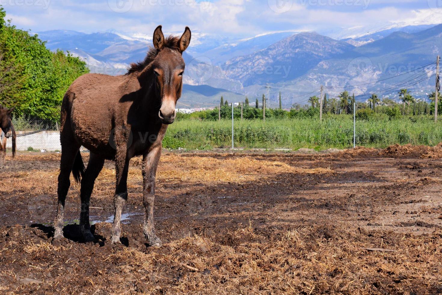 paard in de veld- foto