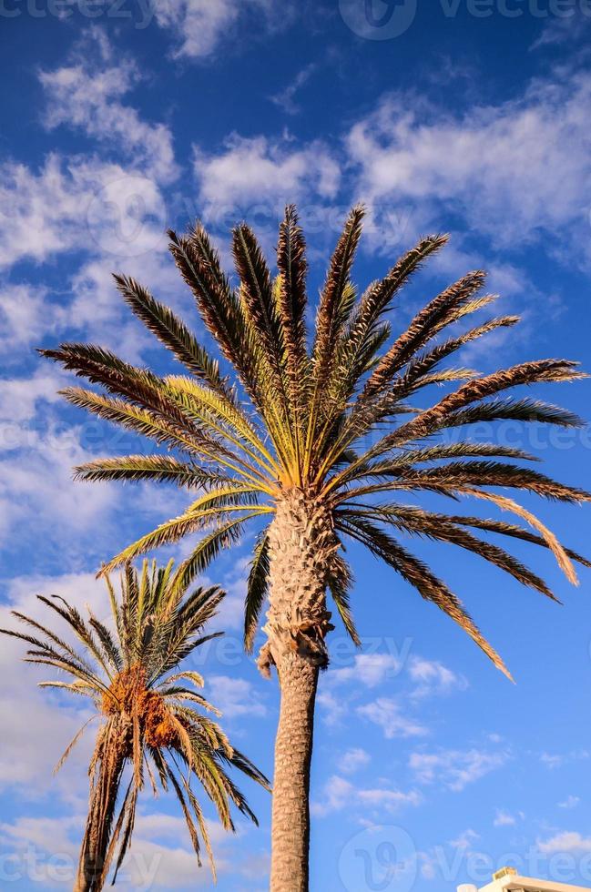 natuurlijk palm bomen foto