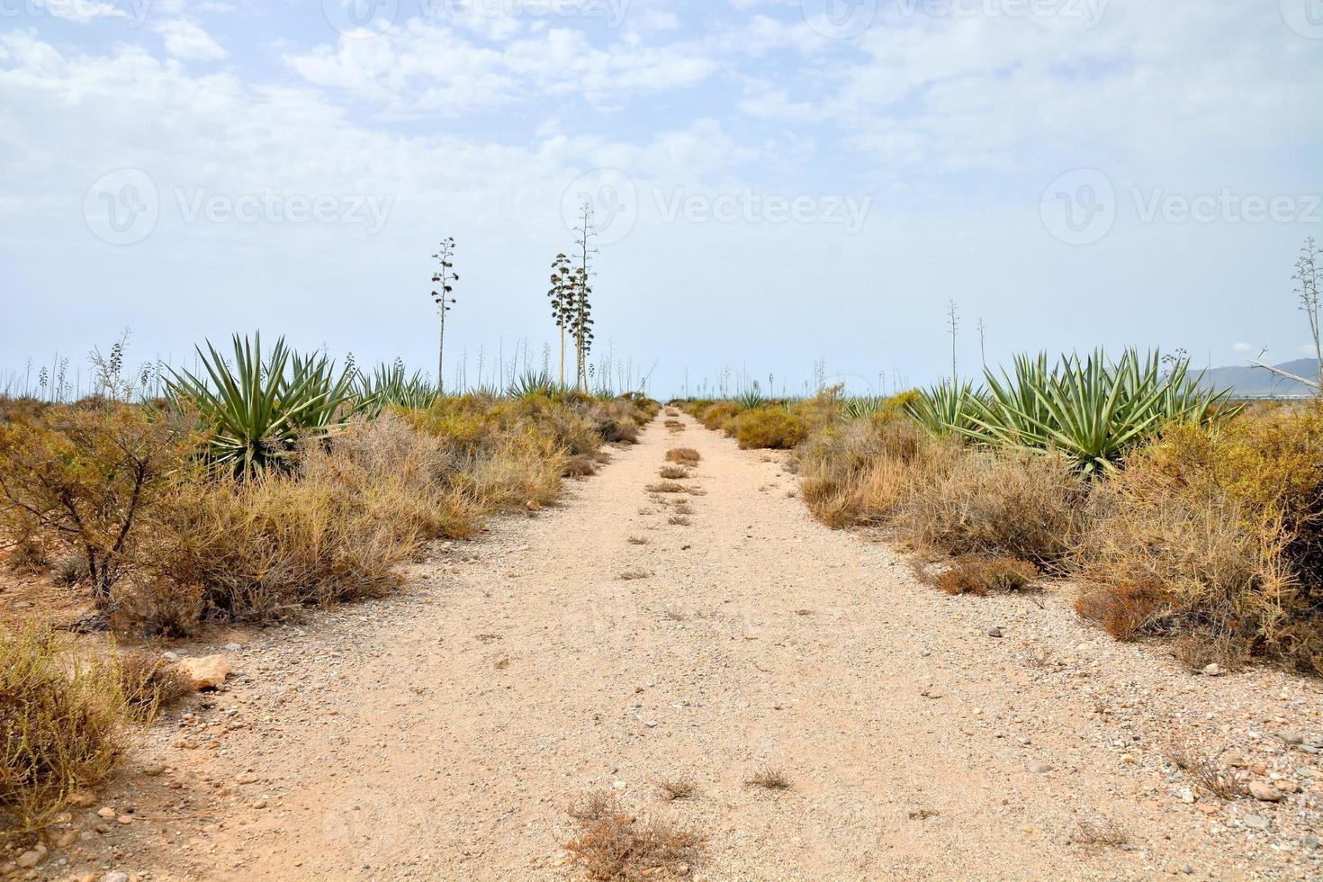 uitzicht op woestijnlandschap foto