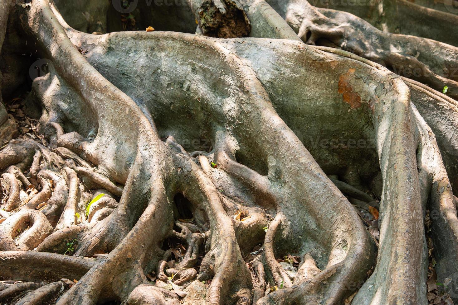 groot wortel boom Aan de grond foto