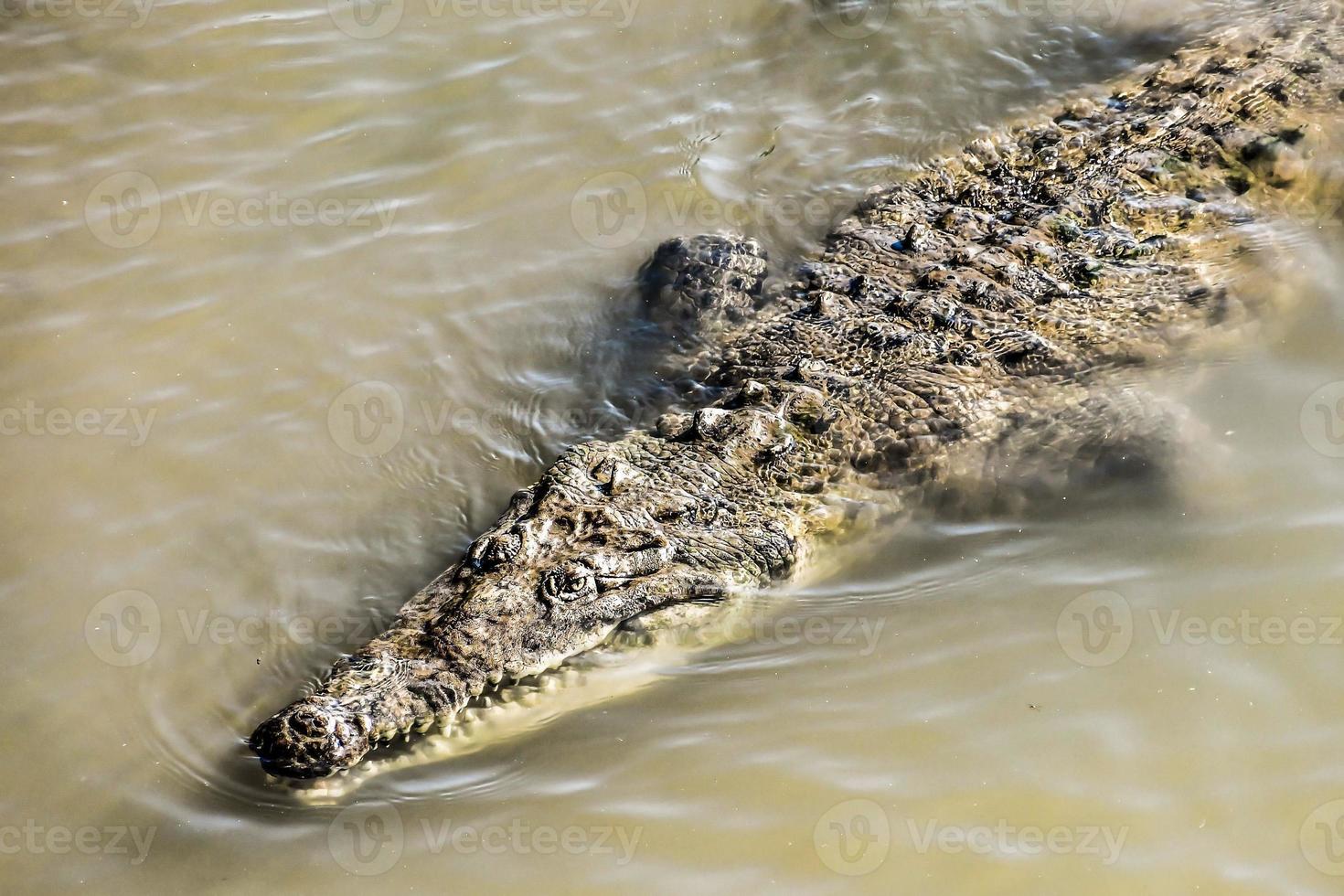 alligator in water foto