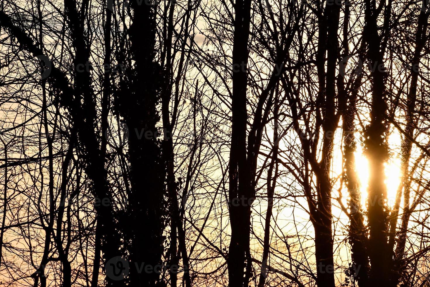 silhouet van bomen foto