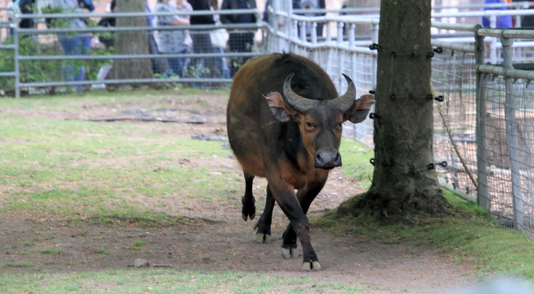 een visie van een buffel foto