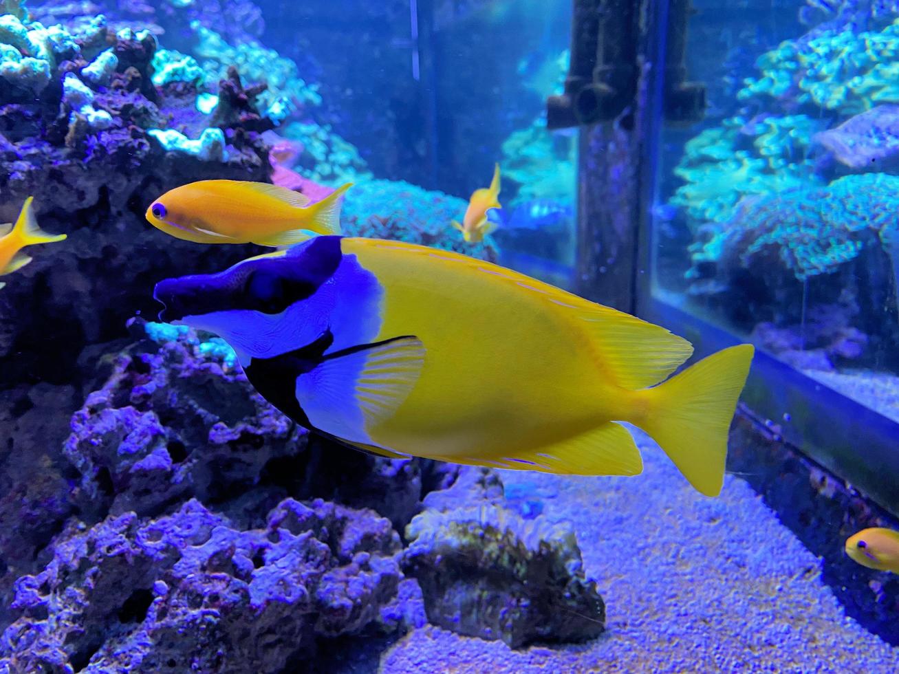 een visie van een vis in een aquarium foto
