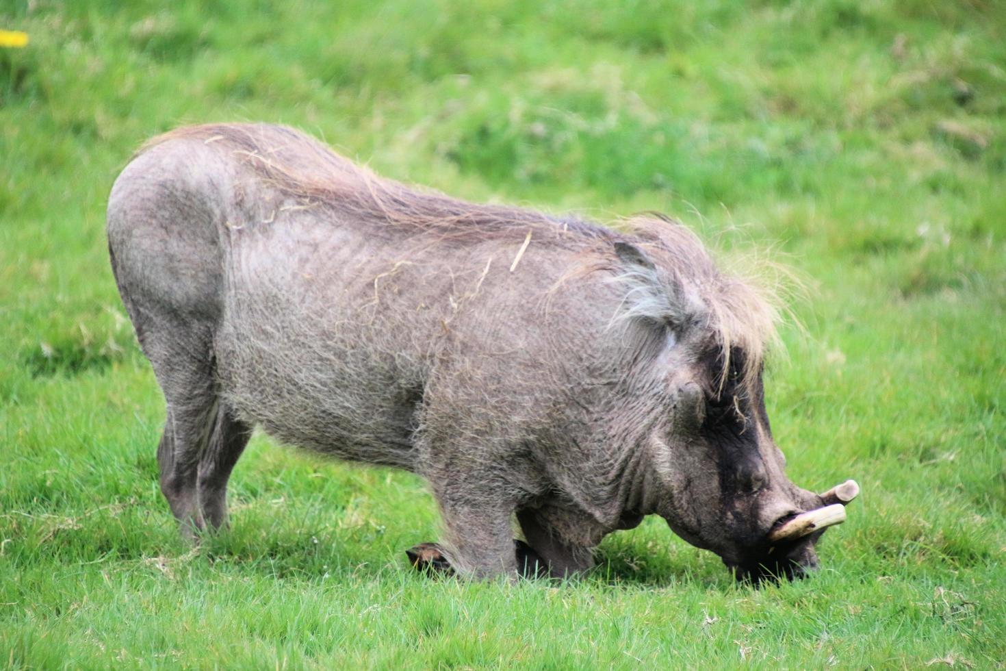 een visie van een wrat varken foto