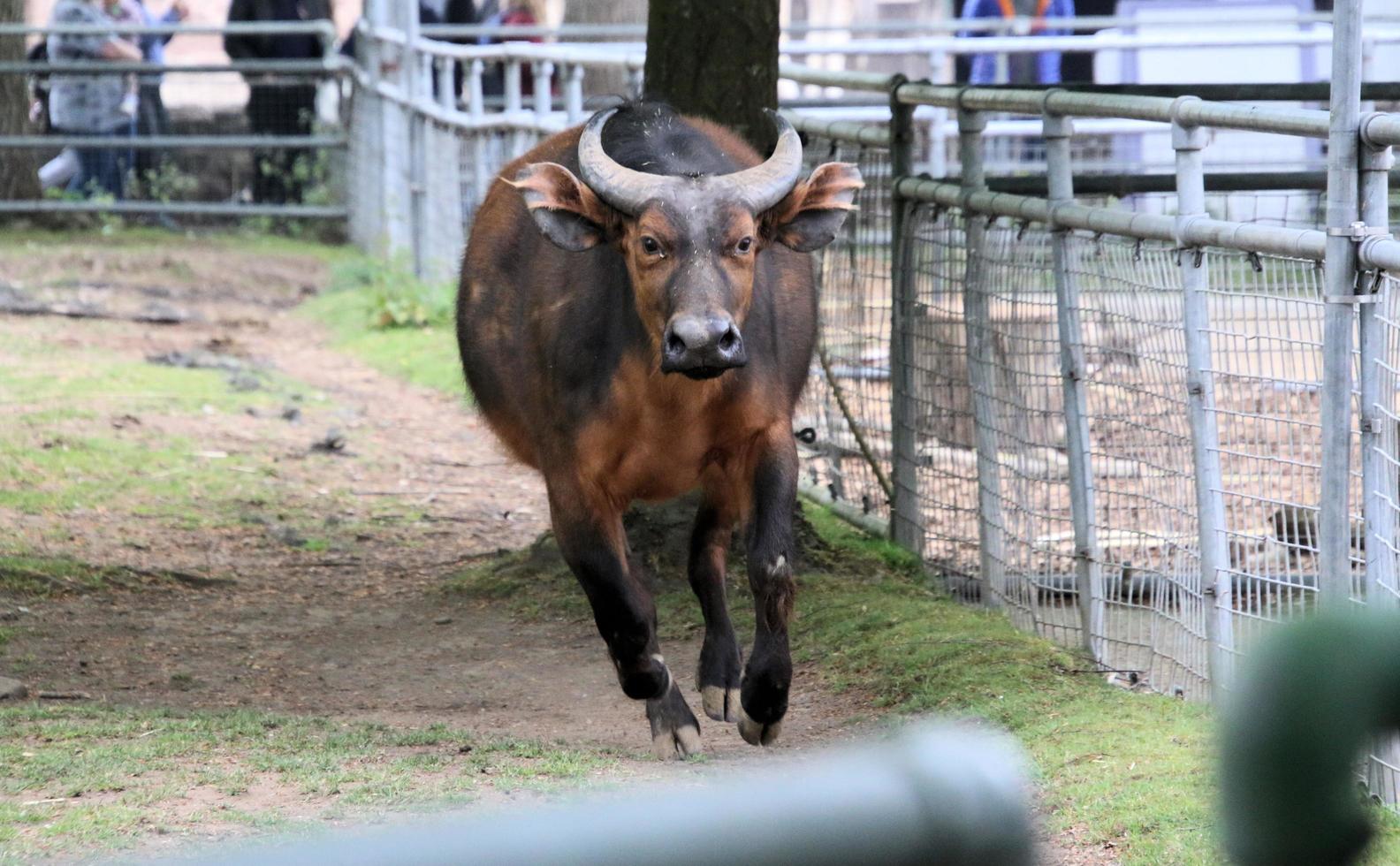 een visie van een buffel foto