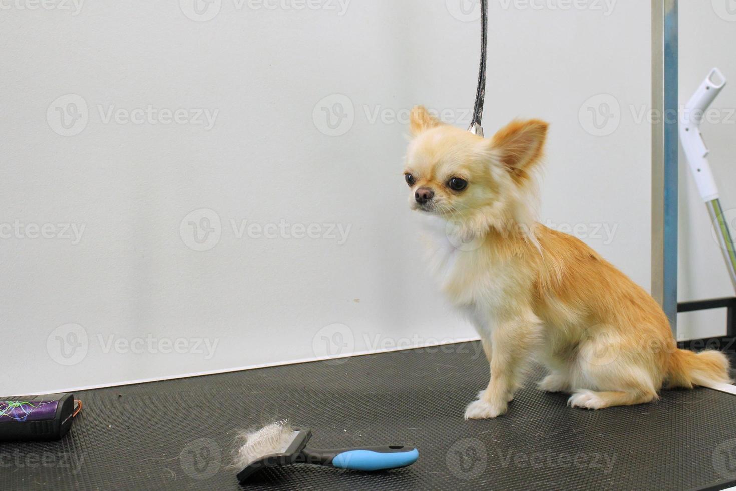 grappig chihuahua hond met veiligheid riem staand Aan tafel na uiterlijke verzorging in salon. huisdier zorg, welzijn, professioneel onderhoud, spa, hygiëne, schoonheid van dieren concept. detailopname foto