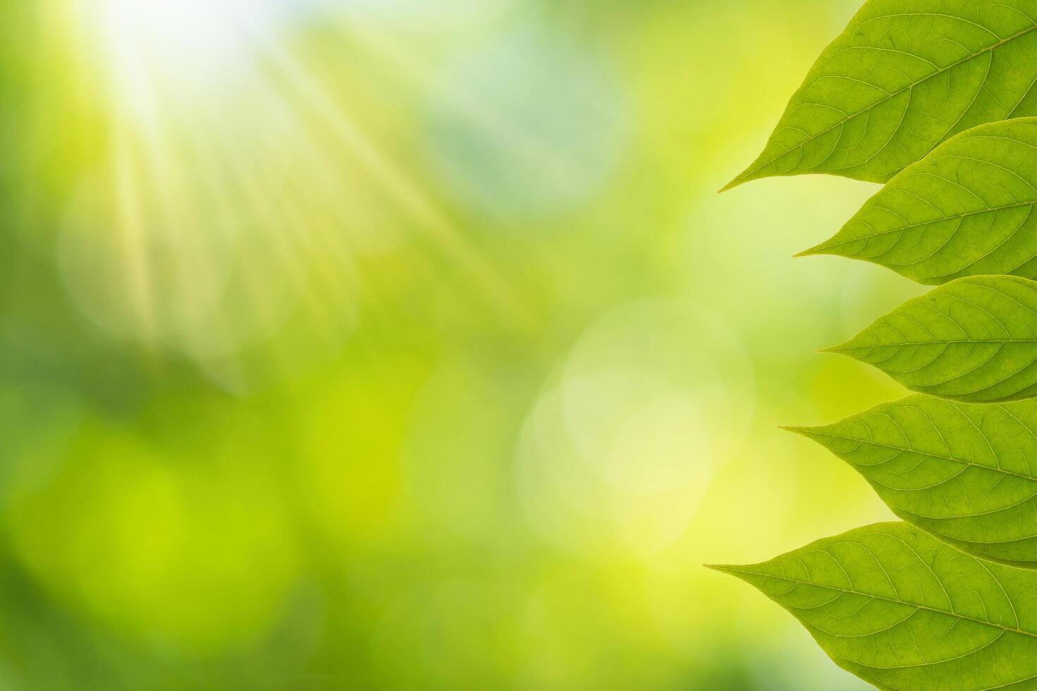 groene bladeren met bokeh achtergrond foto