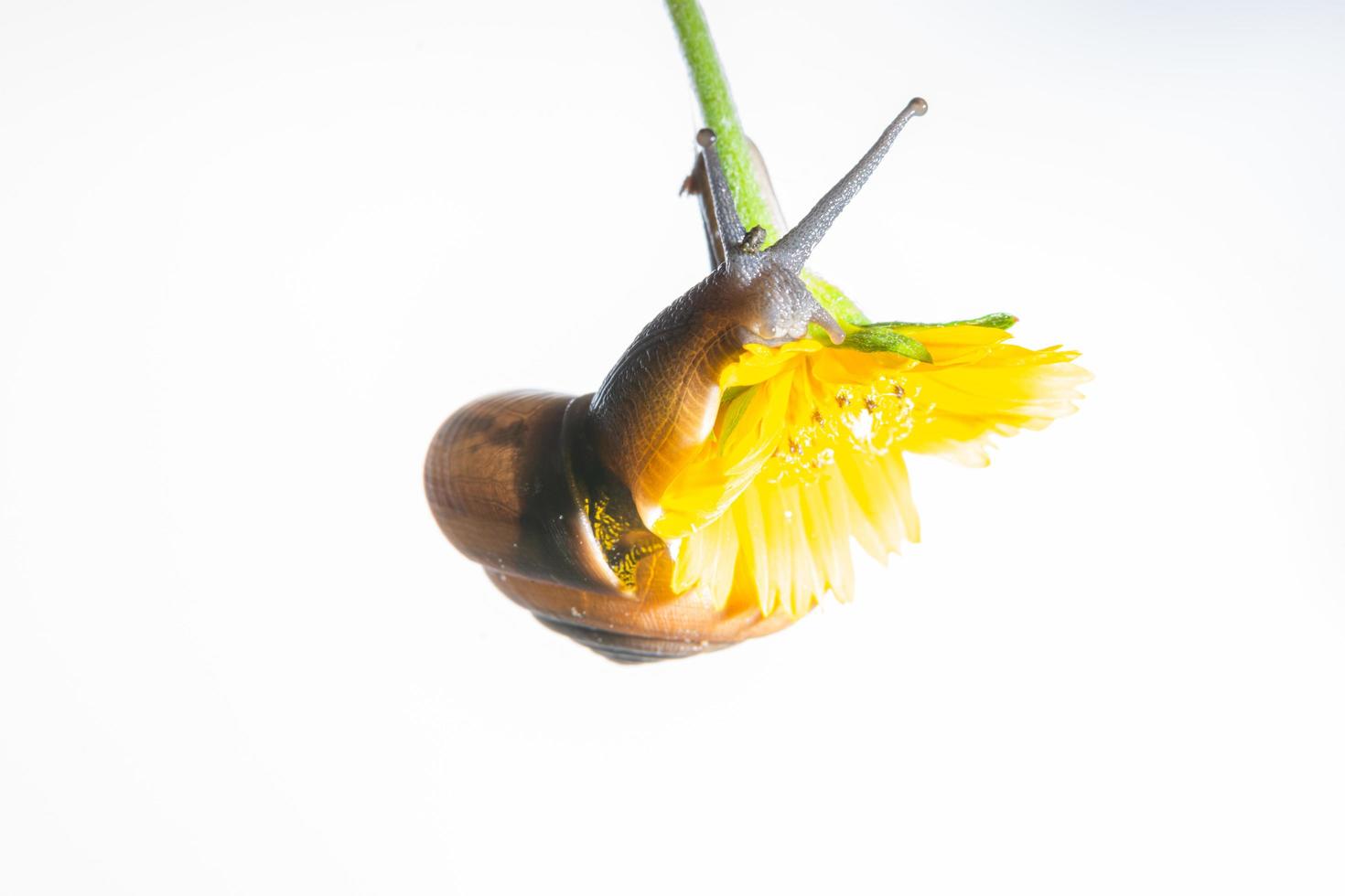 slak op een gele bloem op witte achtergrond foto