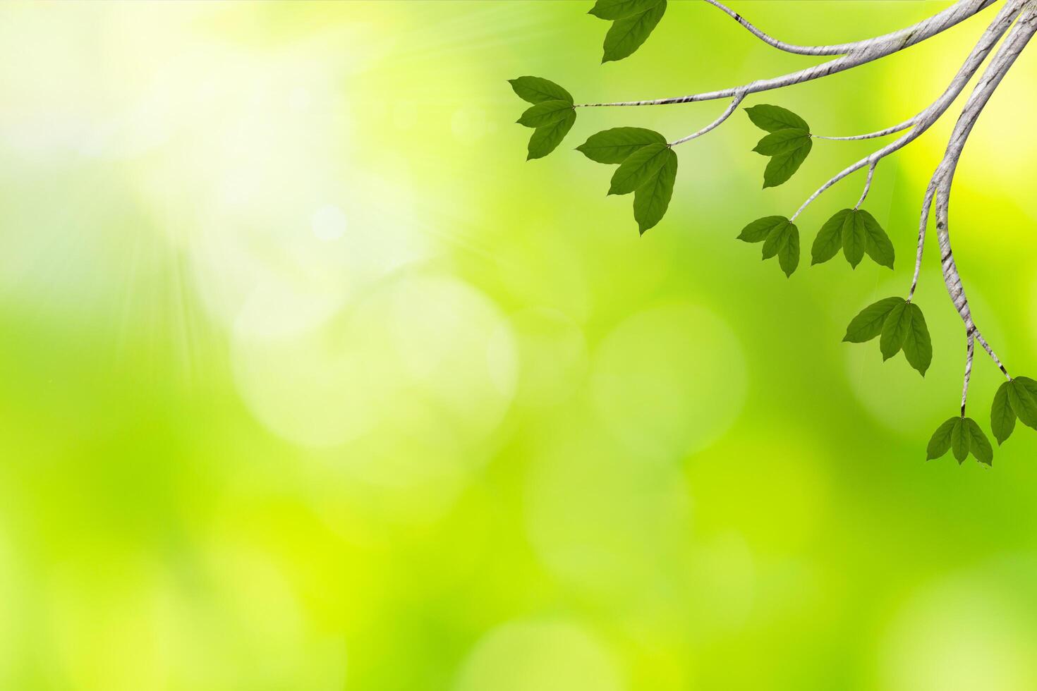 groene bladeren met bokeh achtergrond foto