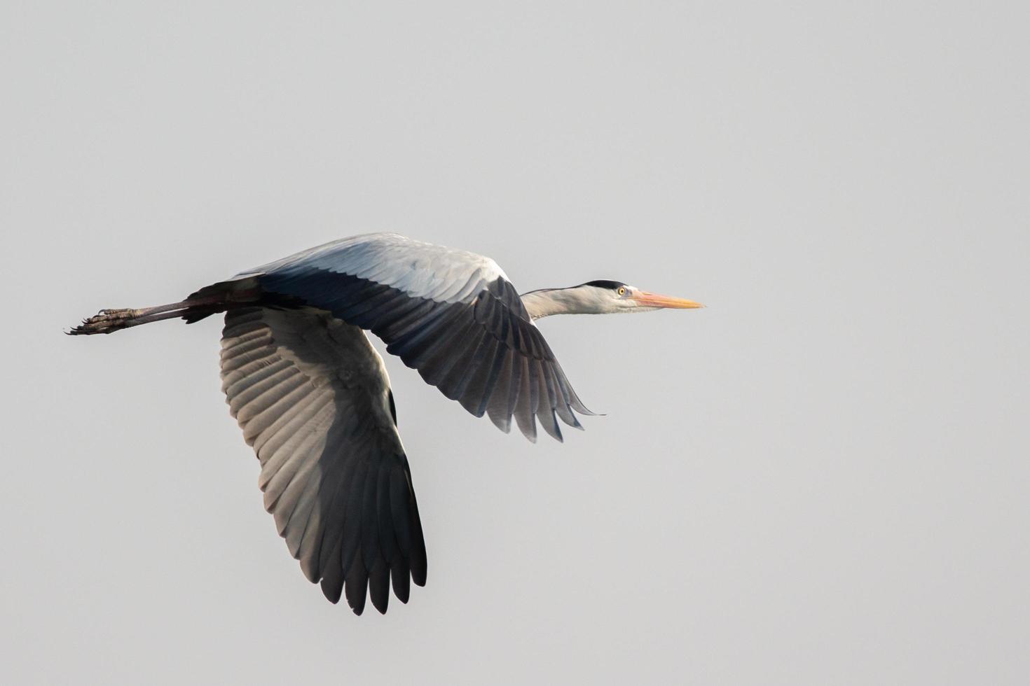 ooievaar tijdens de vlucht foto