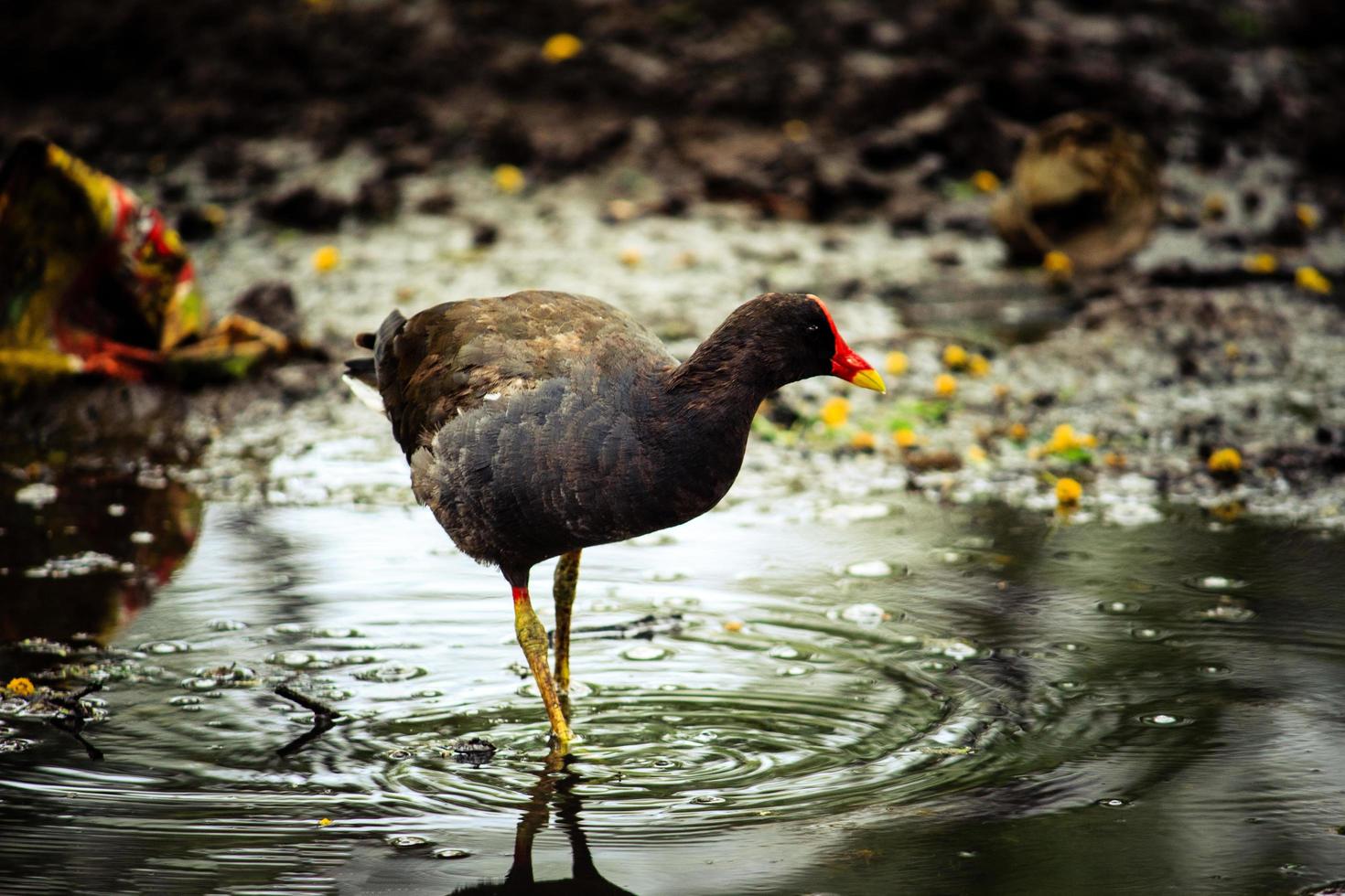 vogel die door water loopt foto