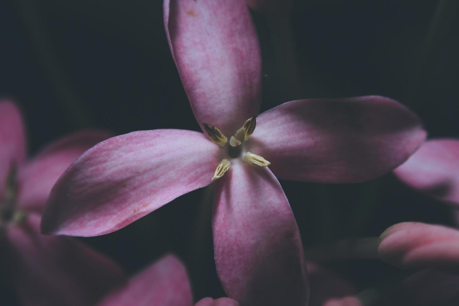 close-up van een paarse bloem foto