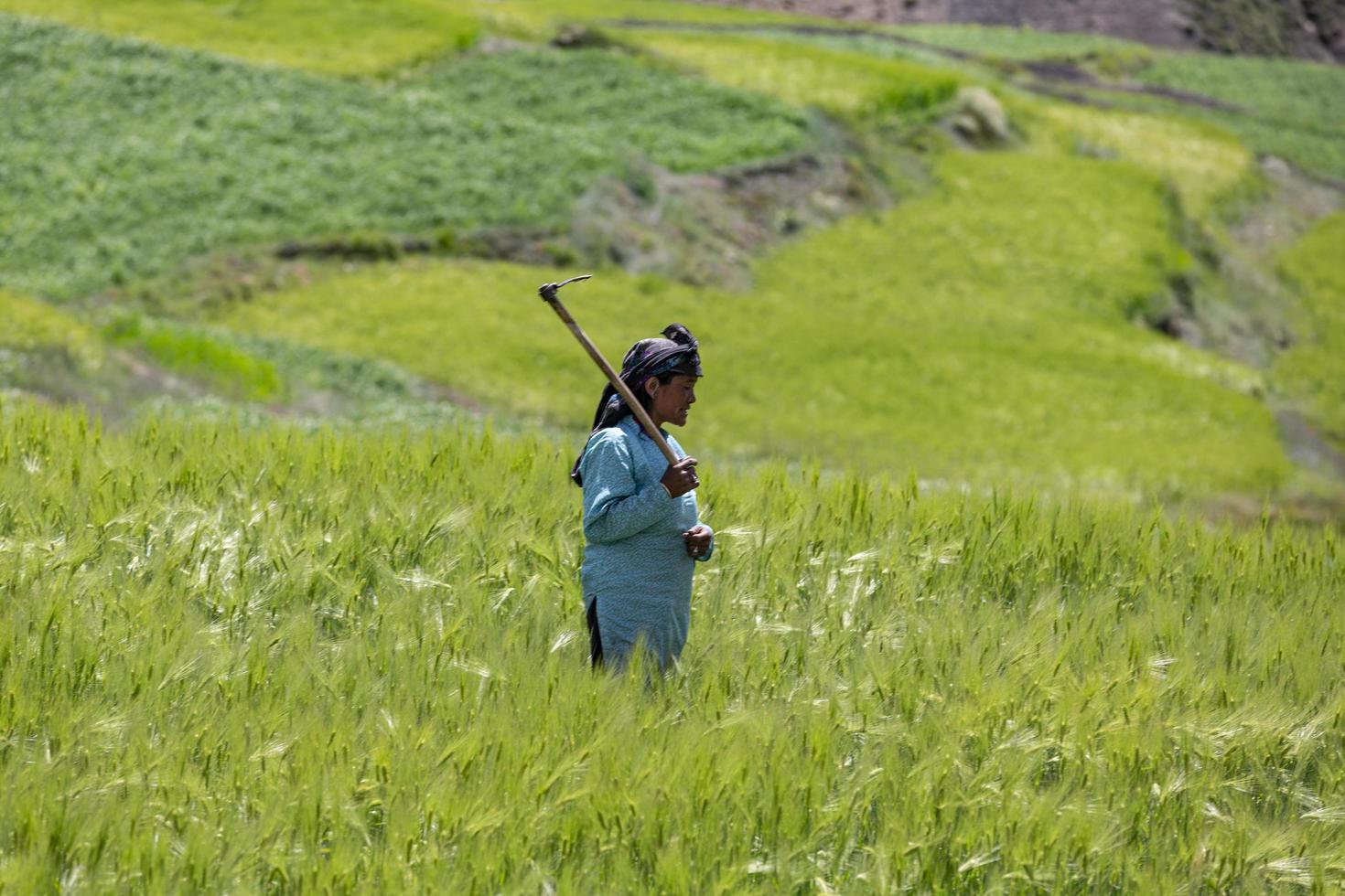 komic village, india, 2019- vrouw oogst gewassen in een veld foto