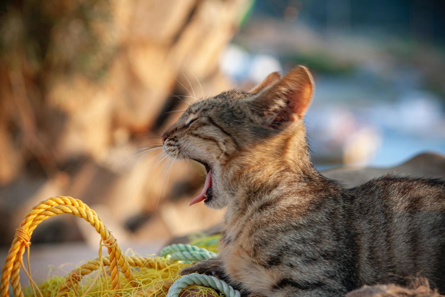 vermoeide kat in de haven foto