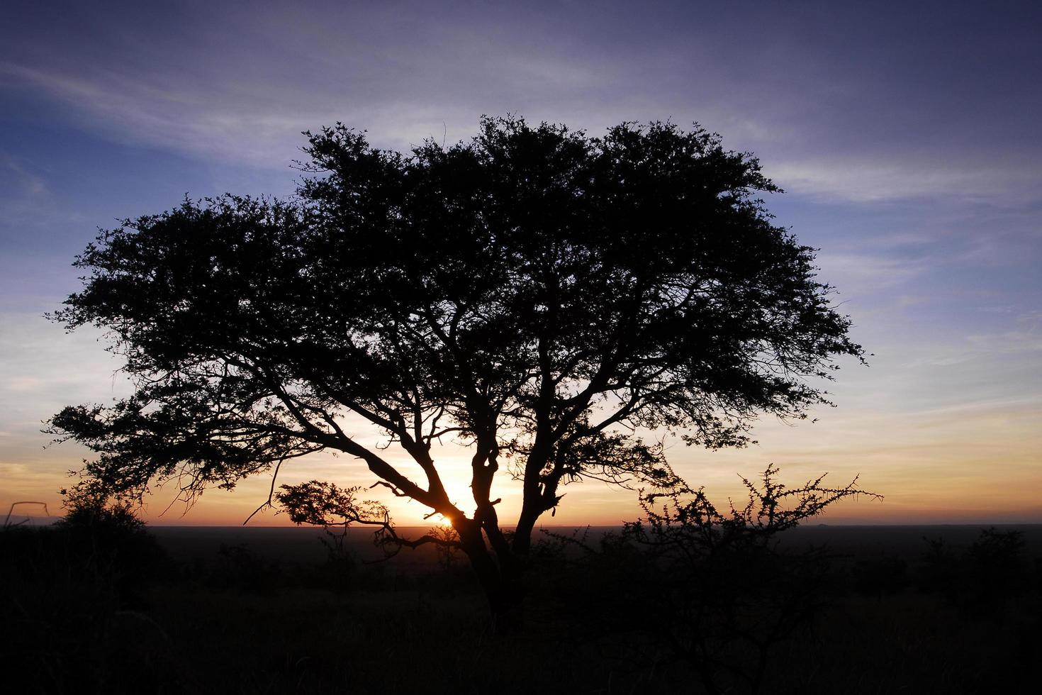 silhouet van een boom bij zonsondergang foto