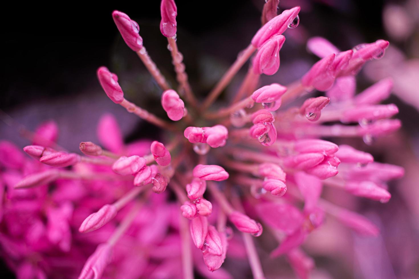 close-up van roze bloemen foto