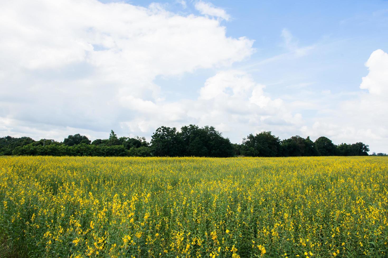 crotalaria chachoengsao boerderij foto