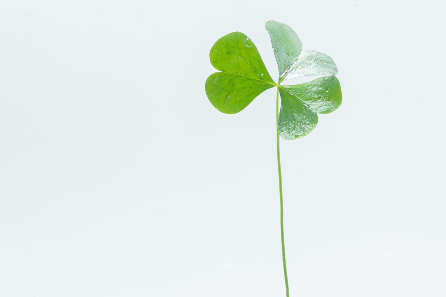 groene plant in het water foto