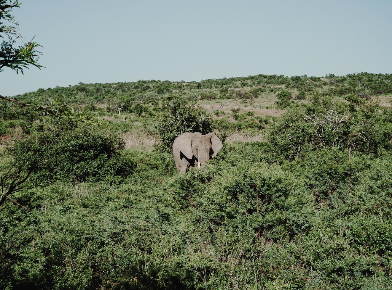 olifant die zich dichtbij bomen bevindt foto