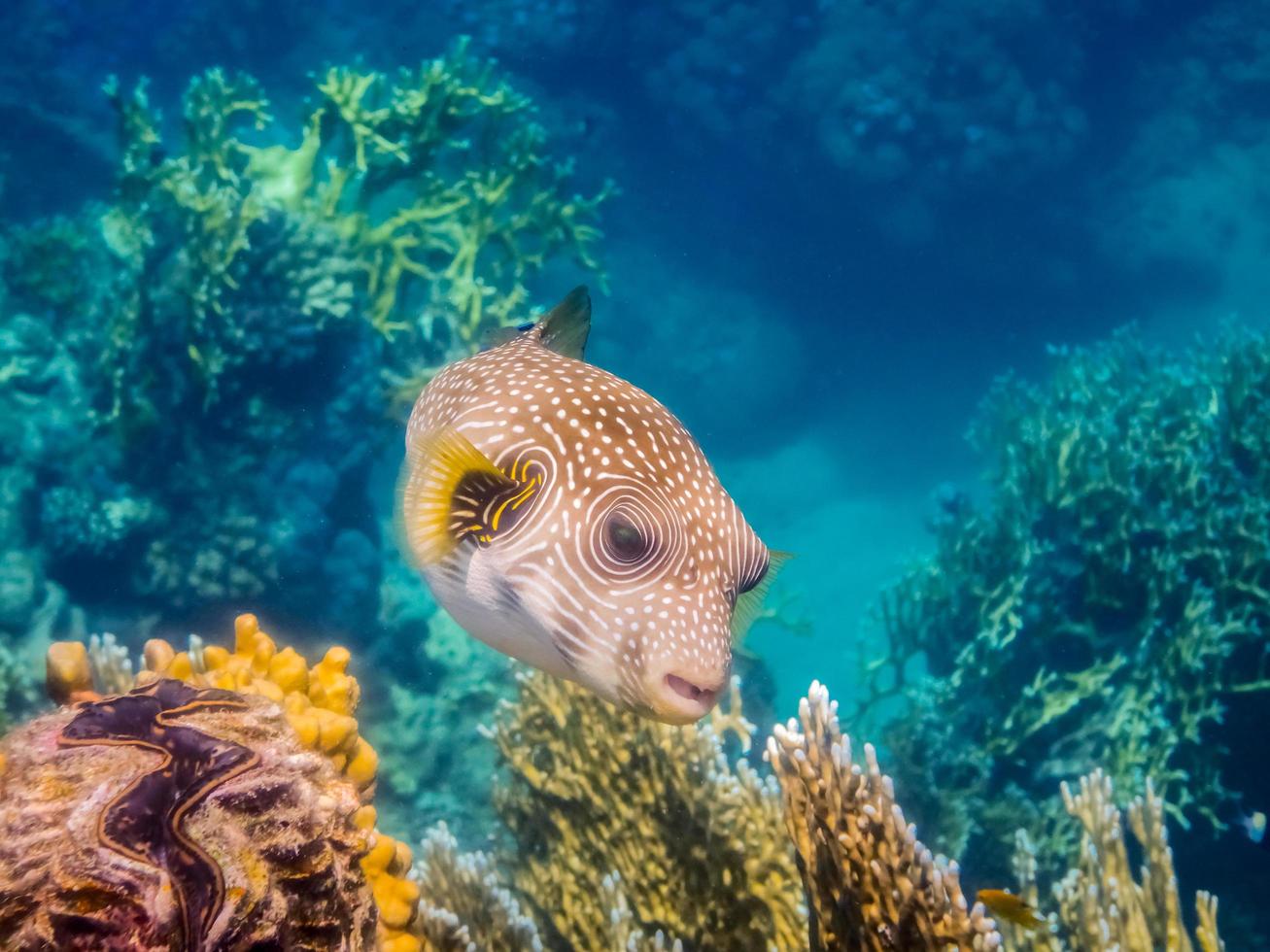 wit gevlekte kogelvis vis over- kleurrijk koralen voorkant visie foto