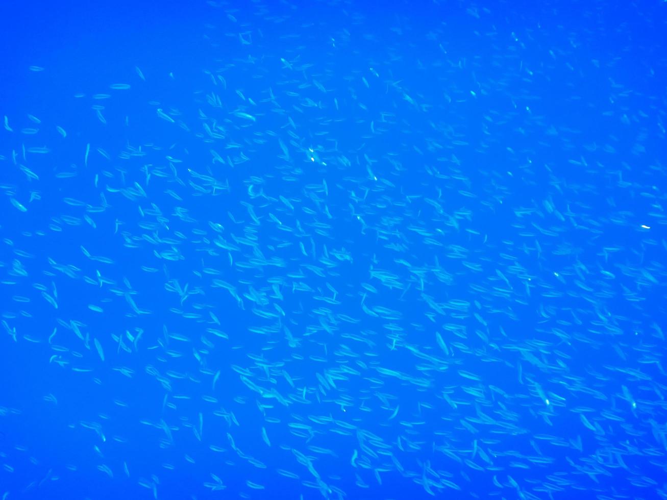 duizenden van weinig vissen in diep blauw water terwijl duiken foto