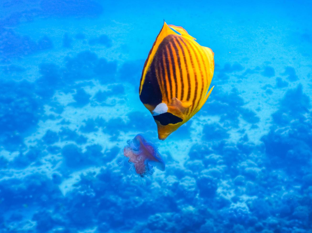 tabak vlinder vis eten een kwal in blauw zeewater terwijl duiken foto