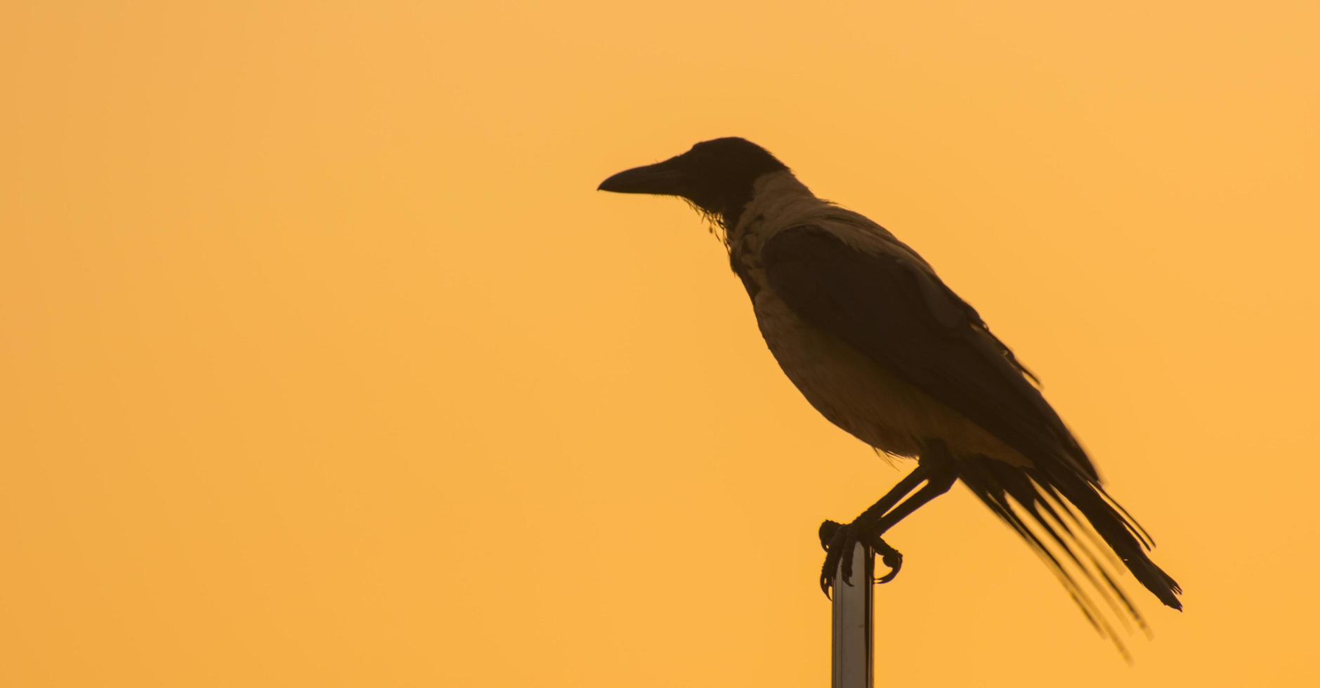single vogel zittend Aan een vlaggenmast met oranje lucht gedurende zonsopkomst panorama foto