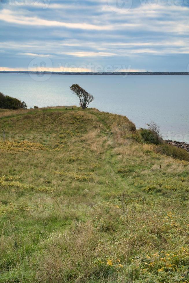 gejaagd, Denemarken Aan de klif met uitzicht de zee met boom Aan de afgrond foto