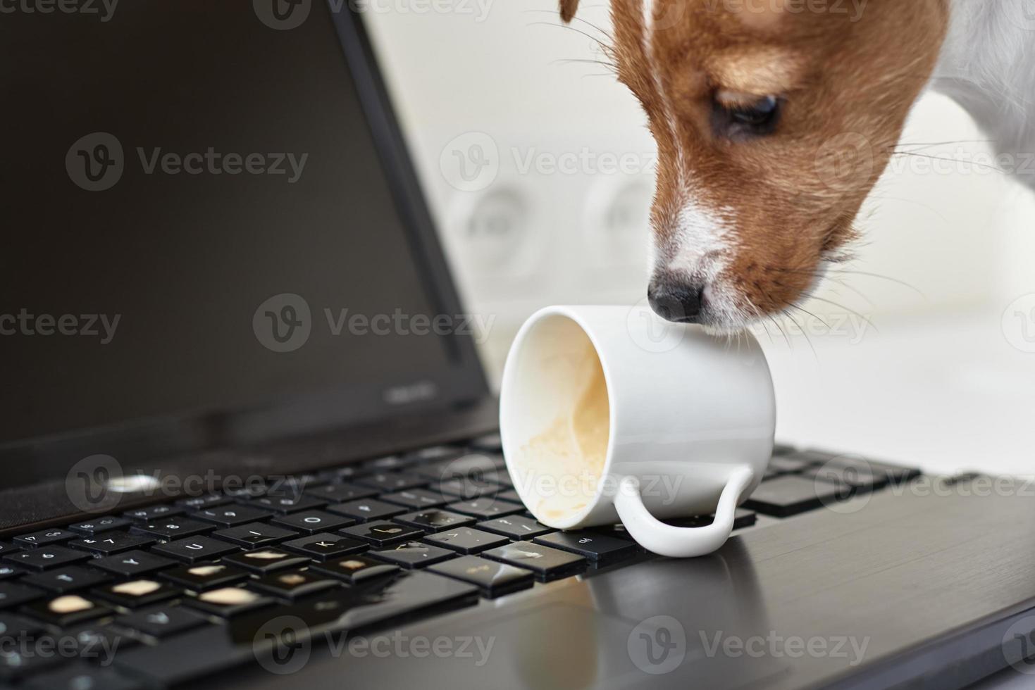 hond gemorst koffie Aan de computer laptop toetsenbord. schade eigendom van huisdier foto