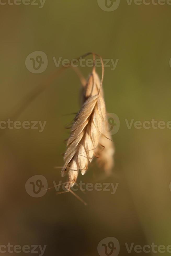 dichtbij omhoog goud oor van tarwe concept foto