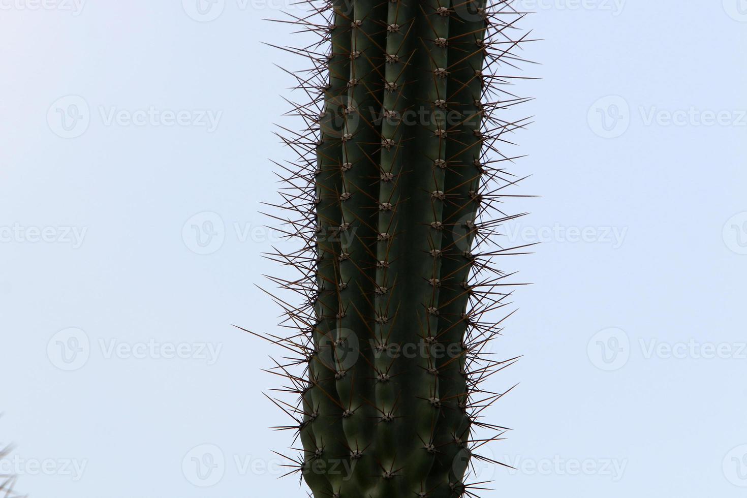 een groot en stekelig cactus groeit in een stad park. foto