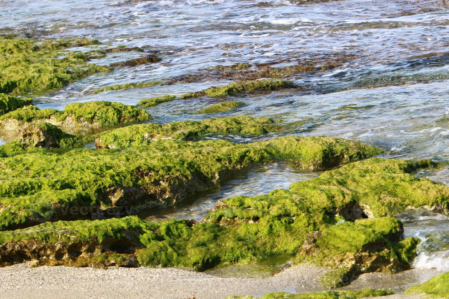 groen algen Aan de rotsen Aan de middellandse Zee kust. foto