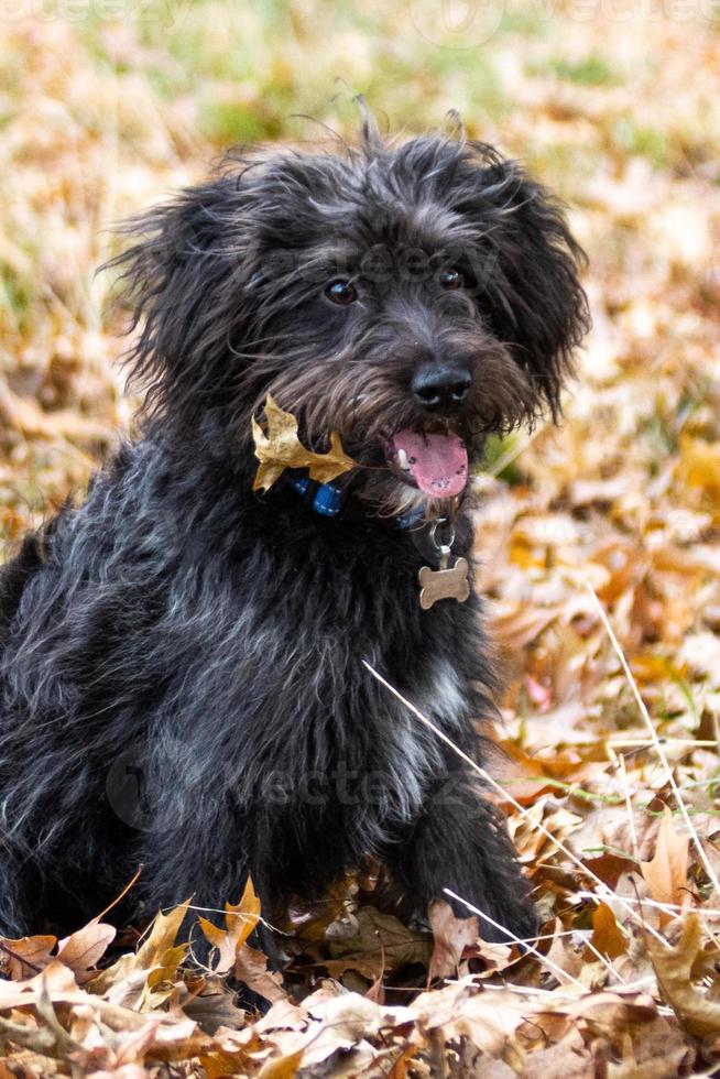 een bordoodle puppy spelen in de herfst bladeren foto