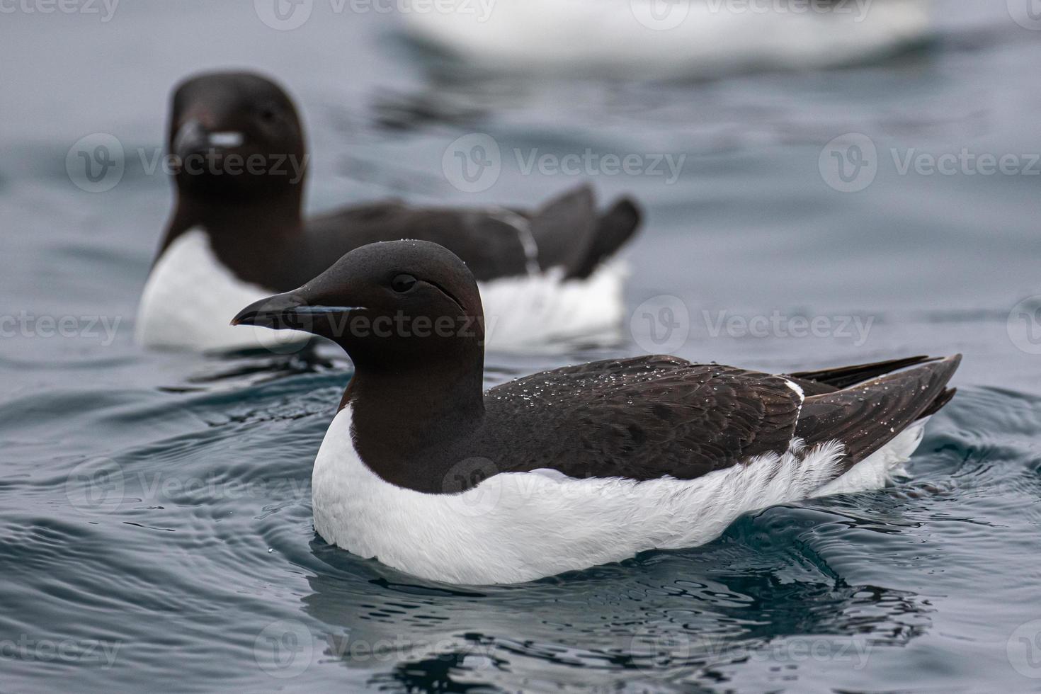 brunches zeekoeten in de zee Bij alkefjellet, Spitsbergen foto