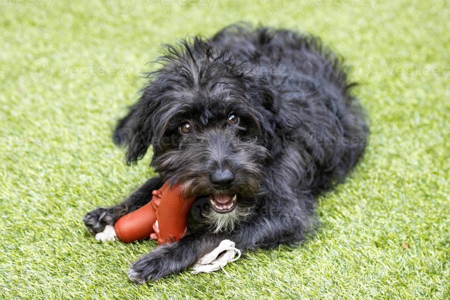 een bordoodle puppy spelen in de tuin met speelgoed foto