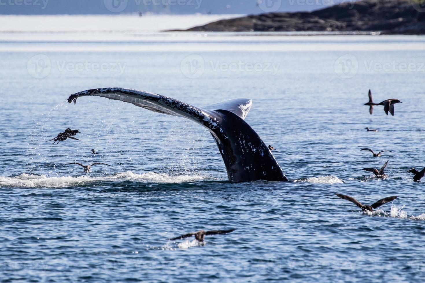 gebochelde walvis duiken en tonen zijn staart in Brits Columbia foto