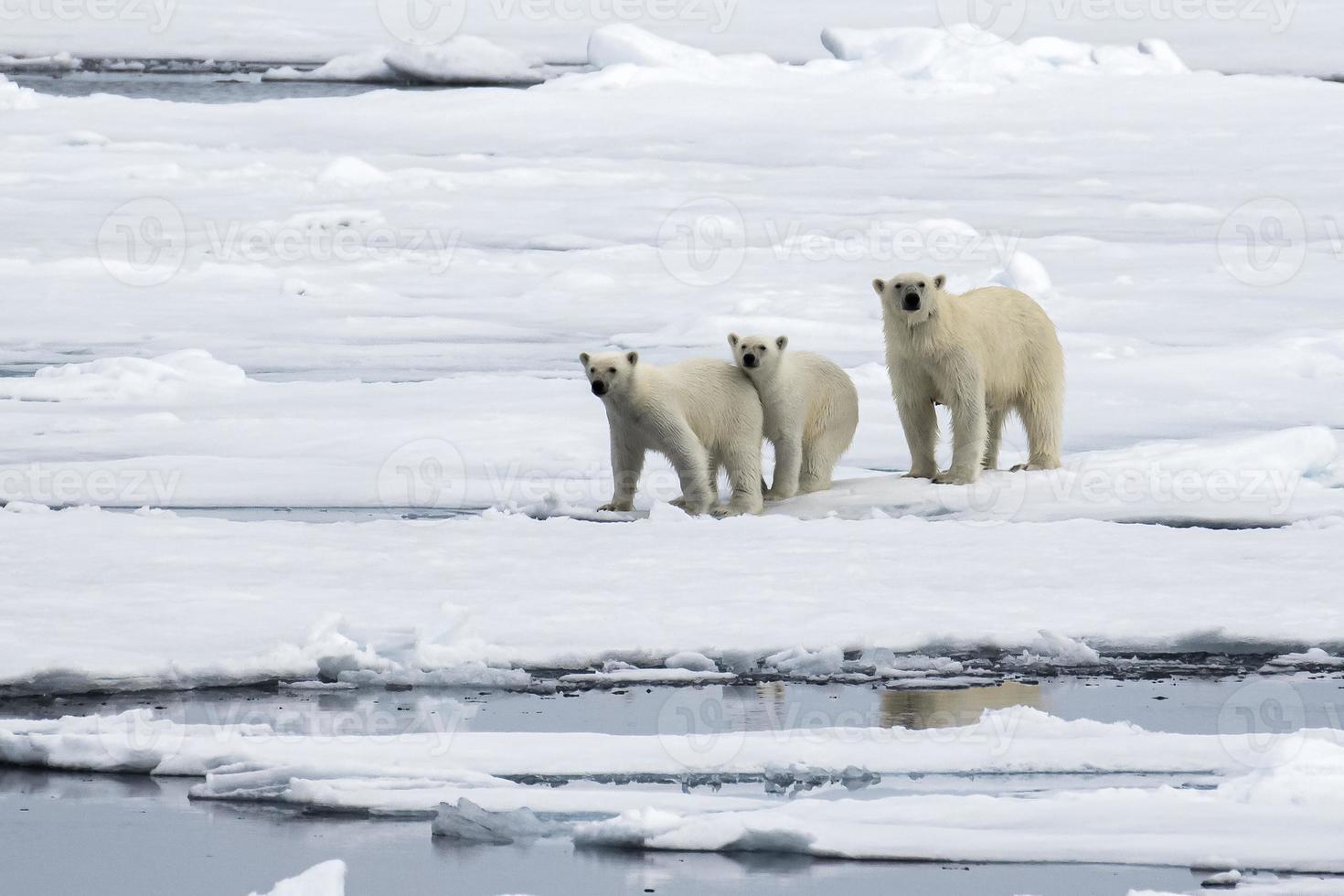 een polair beer moeder en haar twee welpen Aan zee ijs in de arctisch foto