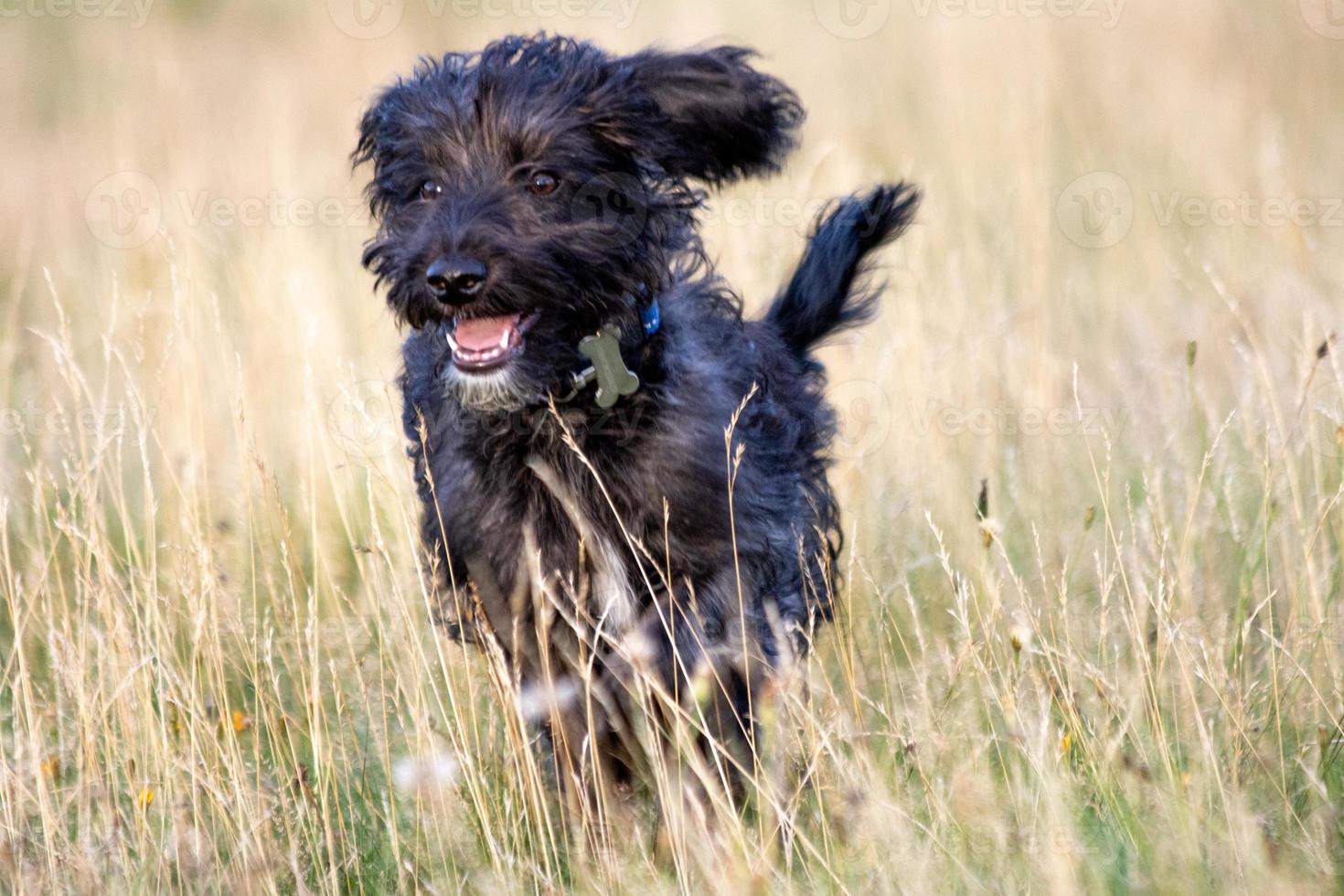 een bordoodle puppy rennen in de park foto